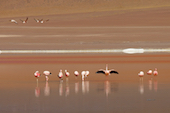 James Flamingo - Laguna Colorado - Lagunenroute - Axel Bauer -Extreme Höhe - Radfahren in der Atacamawüste - Argentinien, Chile, Bolivien mit dem Fahrrad - Lagunenroute - Paso Jama